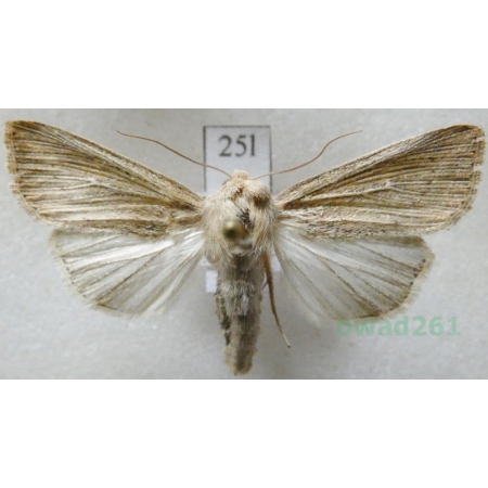 Mythimna impura (Hübner, 1808) Mokradlica bezwstydniczka Czech25l